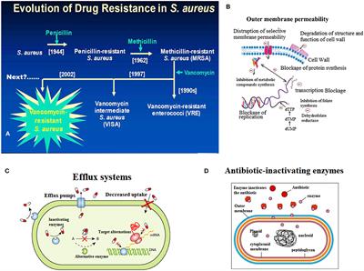 Frontiers | Prevalence And Therapies Of Antibiotic-Resistance In ...